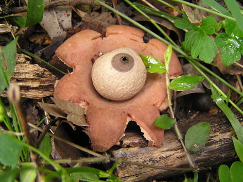 Geastrum saccatum